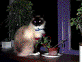 Photo of Winnie the Pooh -- the cat